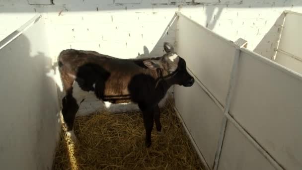 Ternero Vaca Blanca Negra Corral — Vídeo de stock