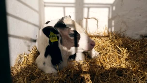Beau Veau Une Vache Noire Blanche Couché Reposant Sur Paille — Video