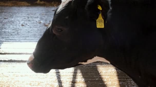 Primer Plano Una Vaca Negra Corral Una Granja — Vídeos de Stock