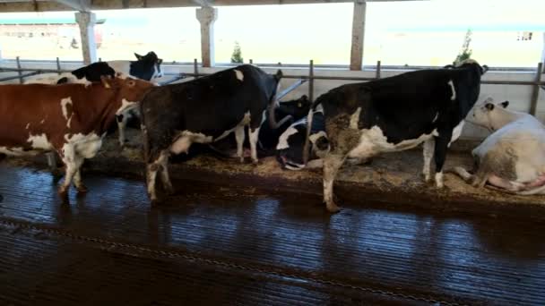 農場にいる牛 ペンで多くの異なる牛 — ストック動画