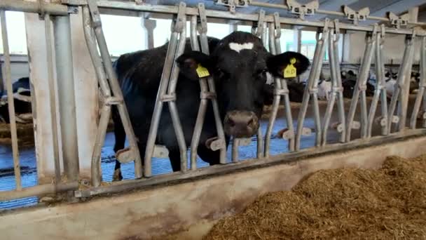 Primer Plano Una Vaca Negra Corral Una Granja — Vídeo de stock