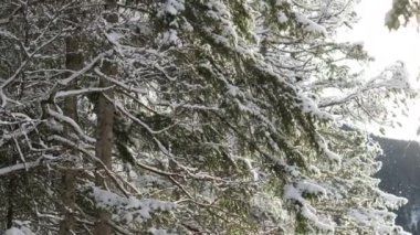 Kış ormandaki ağaçlar karla kaplı.