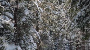 Kış ormandaki ağaçlar karla kaplı.