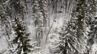 Karla kaplı ormanın havadan görünüşü.