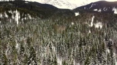 Karla kaplı ormanın havadan görünüşü.