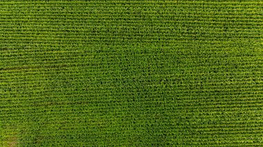 Yeşil mısır tarlasının havadan görünüşü. Üst görünüm.