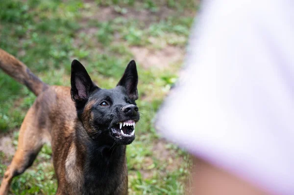 ベルギーのマリノイの羊飼いの犬は成長し 怒りで彼女の歯を示す — ストック写真