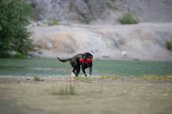 Reinrassiger Schwarzer Labrador Retriever Holt Eine Rote Attrappe Aus Dem — Stockfoto