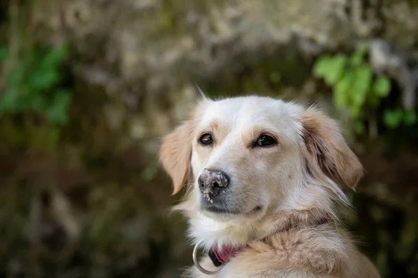 彼女の鼻の上に砂とかわいい混合品種の小さな犬の肖像画 — ストック写真