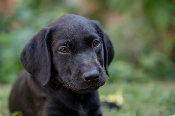 Porträt Eines Niedlichen Schwarzen Labrador Retriever Welpen Der Draußen Sitzt — Stockfoto