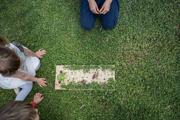 Çocuk Kardeşler Yeşil Çimenlerde Oturmuş Salata Atıştırmaya Doğru Koşan Salyangoza — Stok fotoğraf