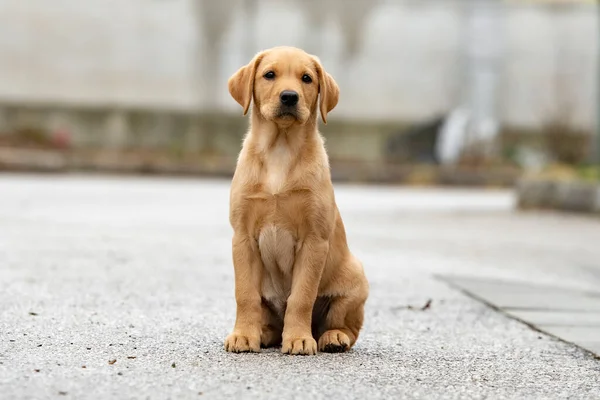 Adorable Cachorro Labrador Retriever Dorado Sentado Fuera Una Superficie Hormigón —  Fotos de Stock