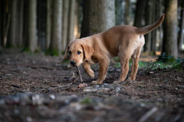 愛らしい黄金のラブラドール取得子犬とともに彼女の口の中にスティック疑問に思い 森の中で世界を探索 — ストック写真