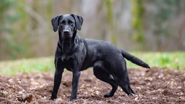 美しい筋肉の黒いラブラドール取得犬自然の中で外に立ってカメラに向かって注意深く見て — ストック写真