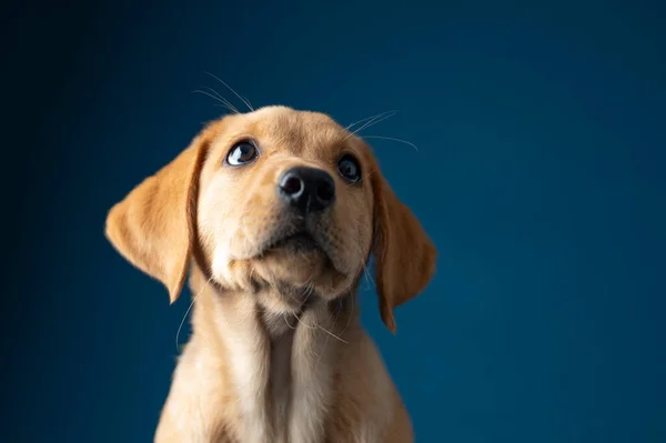 Estúdio Tiro Retrato Filhote Cachorro Bonito Raça Pura Labrador Retriever — Fotografia de Stock
