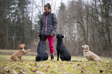 Köpek eğitmeni ya da dört köpeği dışarıda doğa ve eğitimde duran sahibi. Bir labrador köpeği, iki siyah labrador av köpeği ve bir it köpek..