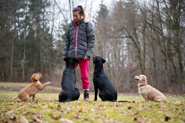 Dog trainer or owner with her four dogs standing outside in nature and training. One labrador puppy, two black labrador retrievers and one mutt dog.