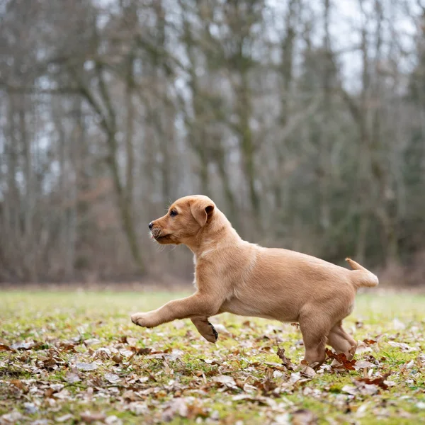Sidovy Bedårande Gyllene Labrador Retriever Valp Som Springer Äng — Stockfoto