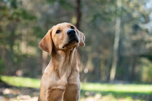緑の自然の中に座っている愛らしい黄金のラブラドール取得子犬の肖像画 — ストック写真