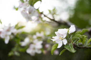 İlkbaharda açan bir elma ağacının güzel beyaz çiçeğinin yakın görüntüsü. Bulanık arkaplanlı.