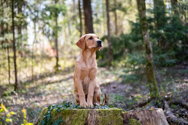 Gyönyörű Arany Labrador Retriever Kiskutya Egy Csonk Napsütötte Tavaszi Erdő — Stock Fotó
