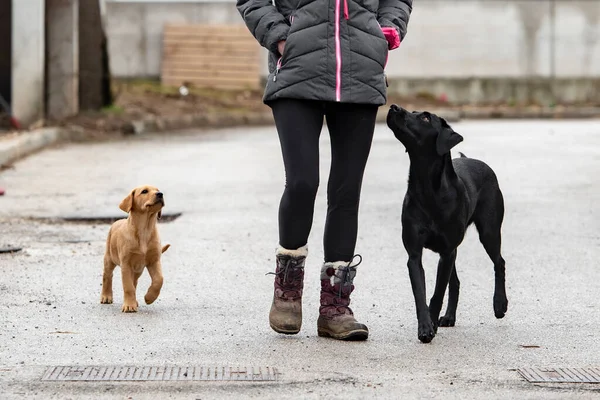 犬の所有者は 道路上で彼女の2匹の犬 ラブラドールのレトリバー歩く 所有者に注意を払う綱のない犬 — ストック写真