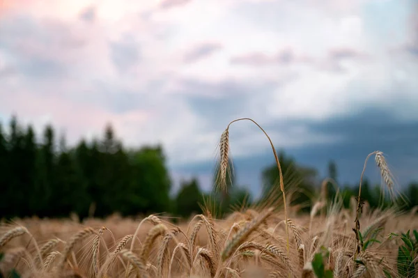 Крупним Планом Вид Золоте Вухо Пшениці Росте Пшеничному Полі Дощовий — стокове фото