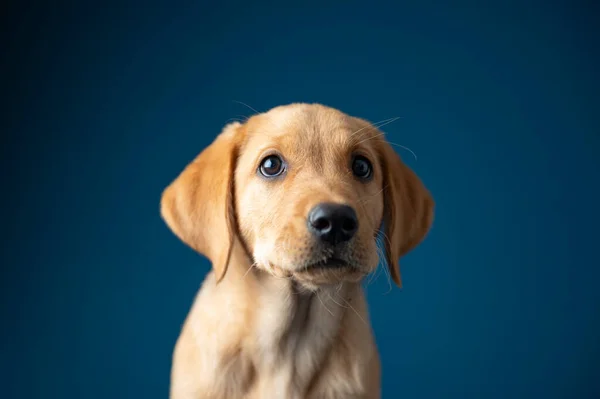 Estúdio Tiro Retrato Adorável Puppy Labrador Dourado Raça Pura Retriever — Fotografia de Stock