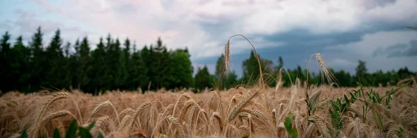 Широке Зображення Красивого Поля Золотої Пшениці Росте Дозріває Влітку Під — стокове фото