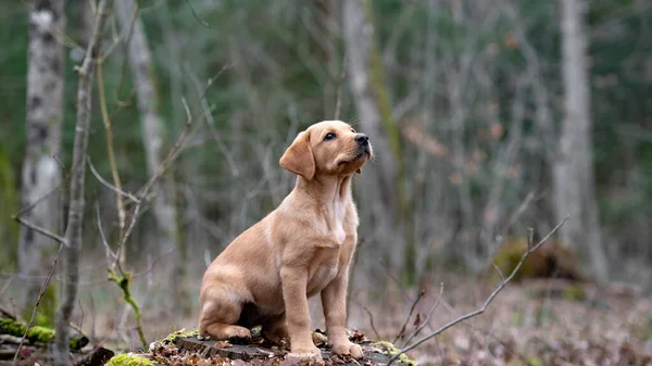 美しい純金のラブラドール取得子犬は森の中の木の切り株に座って — ストック写真