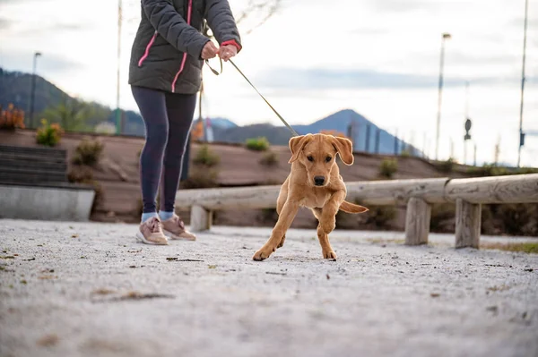 リードを引く若い黄金のラブラドールレトリバー子犬の低角度ビュー 子犬の服従訓練と所有権の概念 — ストック写真