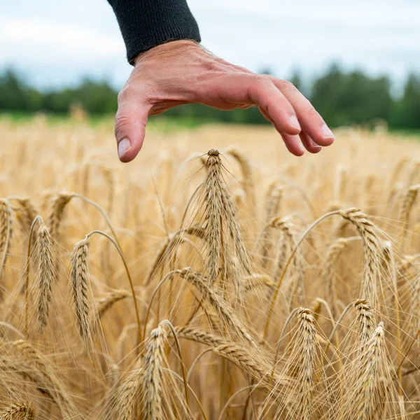 Крупный План Мужской Руки Фермера Защищающего Золотые Спелые Колосья Пшеницы — стоковое фото