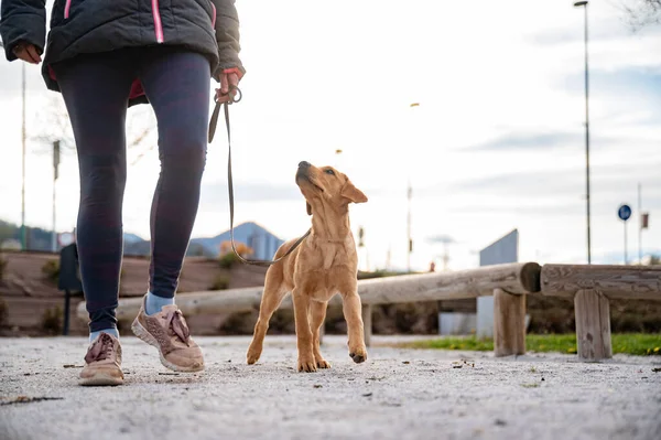 都市部の環境で彼女の黄金のラブラドールレトリバー子犬を歩く所有者の低角度ビュー 緩やかなリードウォーキングとフォーカスのトレーニング — ストック写真