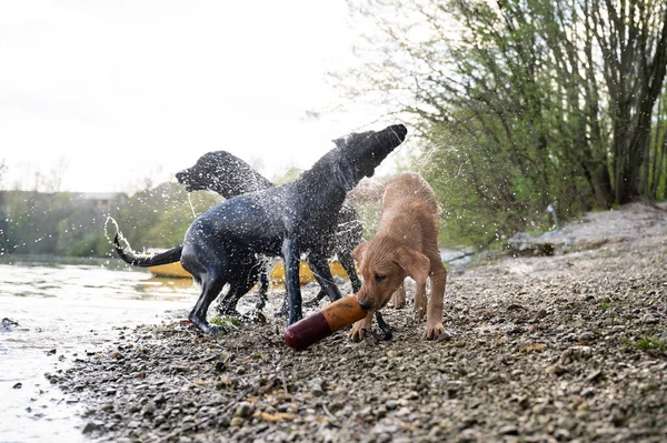 Drei Hunde Labrador Retriever Schütteln Das Wasser Nachdem Sie Fluss — Stockfoto