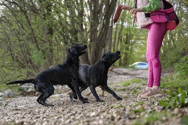 Twee Natte Zwarte Labrador Retrievers Kijken Met Veel Aandacht Naar — Stockfoto