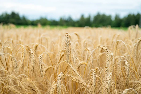Güzel Bir Yaz Tarlasında Büyüyen Olgunlaşan Buğdayın Altın Kulaklarının Yakın — Stok fotoğraf