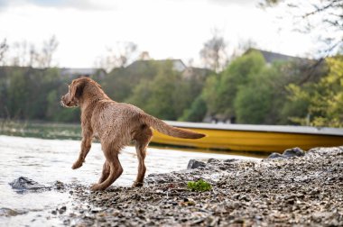 Islak genç altın labrador av köpeği Nehrin kıyısında duruyor. 