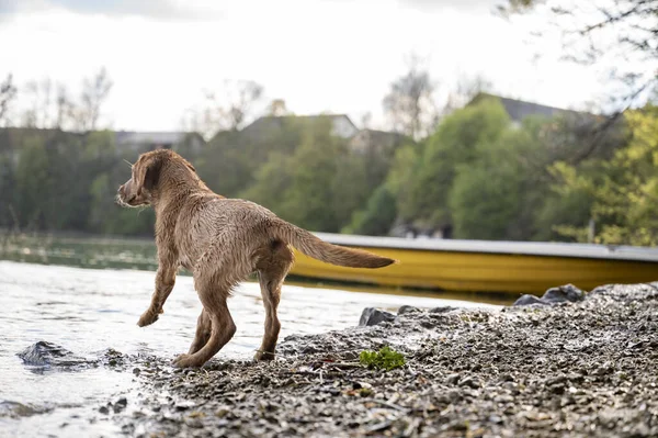 濡れた若い黄金のラブラドール取得子犬遊び心を持って川の岸に立って — ストック写真