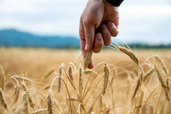 Рука Фермера Нежно Касается Созревающего Золотого Колоса Пшеницы Растущего Летнем — стоковое фото