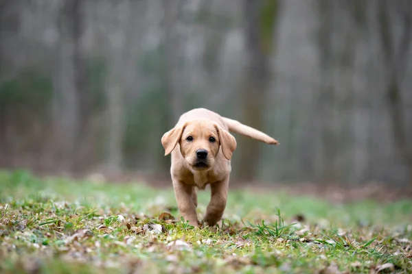 Adorável Feliz Pequeno Dourado Labrador Retriever Correndo Direção Câmera Fora — Fotografia de Stock