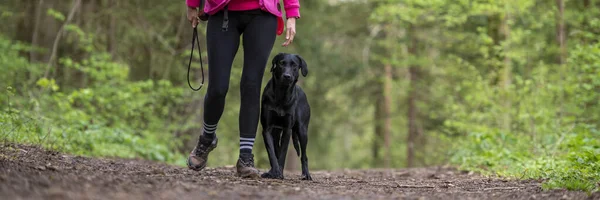 Hermosa Labradora Negra Pura Raza Que Camina Posición Talón Junto —  Fotos de Stock