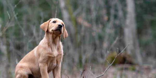 Adorável Pequeno Cão Golden Labrador Retriever Com Cabeça Inclinada Sentado — Fotografia de Stock