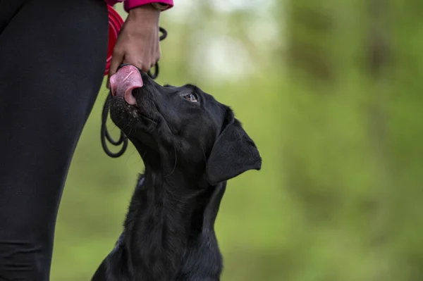 美しい純血種の黒のラブラドール取得犬の彼女の所有者を見上げ 治療を期待して彼女の口をなめるの横に座っての近視ビュー 服従訓練と責任ある所有権 — ストック写真