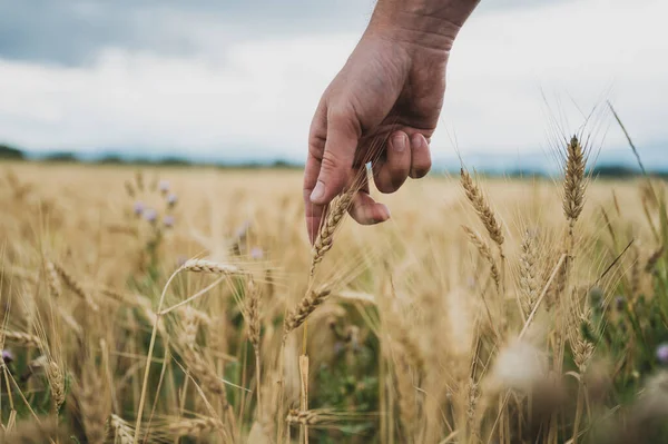 一只公手的合影 一个农夫 伸出手来轻轻地摸着田里成熟的金黄色麦穗 — 图库照片