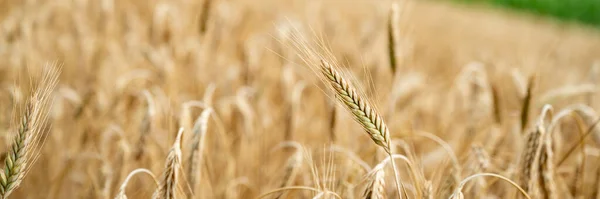 Olgunlaşan Buğday Tarlasında Yetişen Narin Altın Bir Buğday Kulağının Geniş — Stok fotoğraf