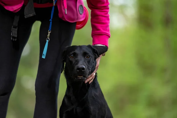 Vacker Renrasiga Svarta Labrador Retriever Hund Sitter Hälen Position Hennes — Stockfoto