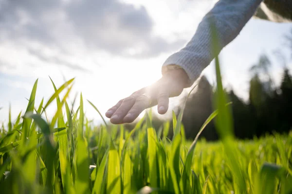 太陽の光に照らされながら畑で育った緑の若い小麦を優しく撫でる女性の手の低い角度のクローズアップ — ストック写真