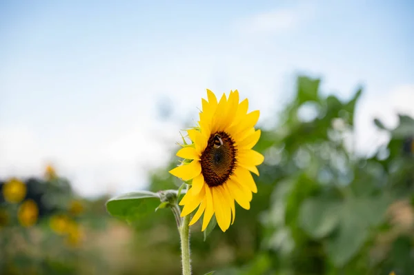 Бджола Сидить Гарному Квітучому Жовтому Соняшнику Літньому Саду — стокове фото