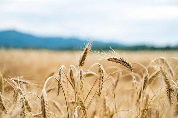Nahaufnahme Von Glden Ähren Des Weizens Wächst Und Reift Weizenfeld — Stockfoto