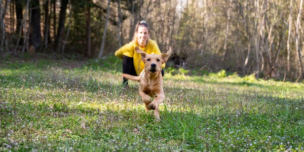 緑の春の牧草地でカメラに向かって走っているかわいい黄金のラブラドールのレトリバー子犬 彼女の所有者を背景に — ストック写真